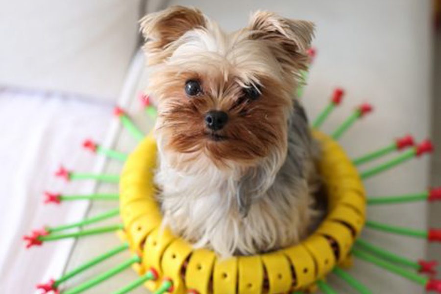 Pet House, a toy made with Toyi